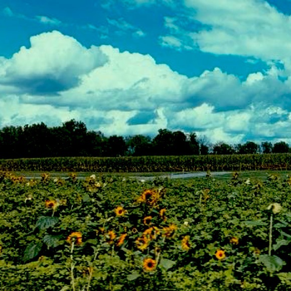 Meet your Posher, Rachael - Picture 1 of 1